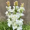 Bulbos de Dama-da-Noite, Mudas de Jasmim Noturno, Plantas Perenes Fortemente Perfumadas, Flores Fáceis de Cultivar para Jardins Internos e Externos em Todas as Estações