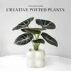 Lírio-do-calla Planta Verde Pequena para Mesa de Escritório Planta em Vaso para Interior Jardim de Infância Celebridade da Internet Calathea Estação de Trabalho Planta Fácil de Cuidar
