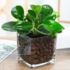 Plantas hidropónicas, Reina Ruyi, plantas en maceta, potos, plantas de interior, gardenia, palma roja, rojo auspicioso, flores verde jade