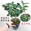 Planta de Camélia Perfumada em Vaso, Mudas de Camélia Fortemente Perfumadas, Flores para Jardim de Interior, Plantas Grandes Fáceis de Cultivar, Promoção de Osmanthus de Quatro Estações