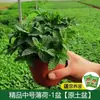 Las plantas de menta en maceta son comestibles y se pueden usar como vegetación repelente de mosquitos.. El romero es una excelente opción para los espacios de oficina, ya que es una planta hidropónica resistente, de hoja perenne y fácil de cuidar.