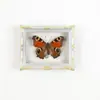 Mariposa Ojo de Esmeralda Azul Mariposa Real Imán para Refrigerador Espécimen Marco de Fotos Terminado Regalo de Gama Alta Pintura Decorativa