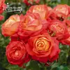 Dropshipping Sucos Varanda Mudas de Rosa Rosas Florindo Flores em Vasos Plantas Trepadeiras Cipós Rosa Plantas Verdes