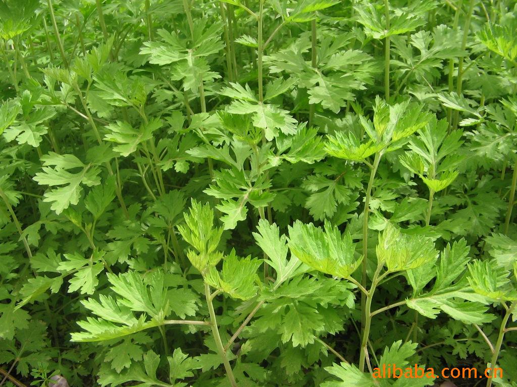 大叶艾_005(4月24)