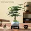 Planta de Aspargo em Vaso Sala de Estar Interna Bonsai Pequeno Zen Chinês Fácil de Cultivar Plantas Verdes Enfeites de Escritório Florais Criativos