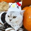 Gorro de punto con forma de gato para mascotas, tejido a mano, estilo transfronterizo de Amazon, accesorios para fotos