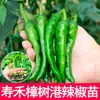 Plántulas de Verduras de Primavera, Plántulas de Chile, Tomates para Balcón de Cuatro Estaciones, Berenjenas, Pepinos, Sandías, Luffas, Plántulas de Calabaza, Siembra del Sur