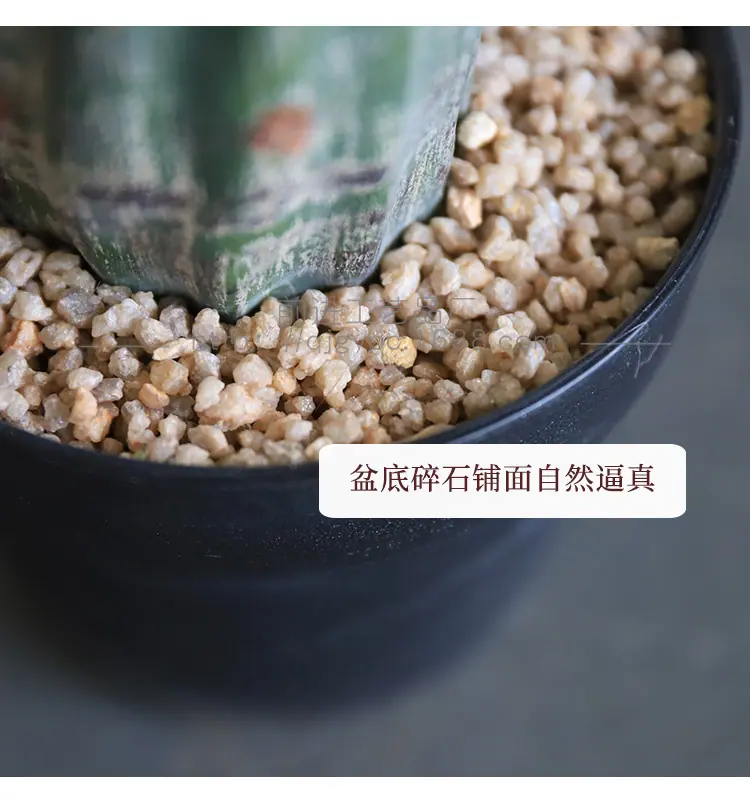 塑胶摩洛哥仙人柱ms_10