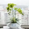 Las plántulas de Phalaenopsis son fáciles de cultivar en todas las estaciones. Plantas Verdes y Flores en Maceta para Balcón de Oficina en Interiores Fáciles de Cultivar