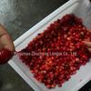 Longze Grande Morango Vacuum Sugar Pot Mango Sugar Pot Vacuum Aquecimento de Baixa Temperatura Controle Rápido de Temperatura