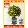 Plántulas de Árbol de Kumquat, Plantas en Maceta, Comestible con Piel Crujiente, Naranjas de Cuatro Estaciones, Flores de Interior y Plantas Verdes para la Sala de Estar, Enviado con Fruta