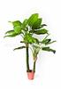 Simulación de comercio exterior taro verde simulación taro de hadas bonsái planta de simulación Guanyin goteante adornos decorativos en maceta venta al por mayor
