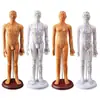 Modelo de Corpo Humano com Pontos de Acupuntura para Praticar Inserção de Agulha, Diagrama Completo do Corpo com os Doze Meridianos da Medicina Chinesa, Modelo de Cobre em Forma Humana