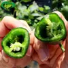 Semillas de Pimienta de Hong Kong y Chile Jalapeño. Agricultores en Campos de Cultivo y Huertos Cultivan Semillas Híbridas de Chile Picante Encurtido