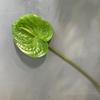 Flor Artificial Mão Flamingo Galho Único 3D Palmeira Vermelha Palmeira Branca Palmeira Verde Palmeira Rosa Decoração de Casamento Casa Flor Falsa