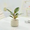 Maceta Círculo de Palma Blanca para Interiores Pequeña en Maceta Oficina Escritorio Plantas Verdes para Alimentar Durante Todo el Año Sala de Estar Suculenta Flor Bonsái