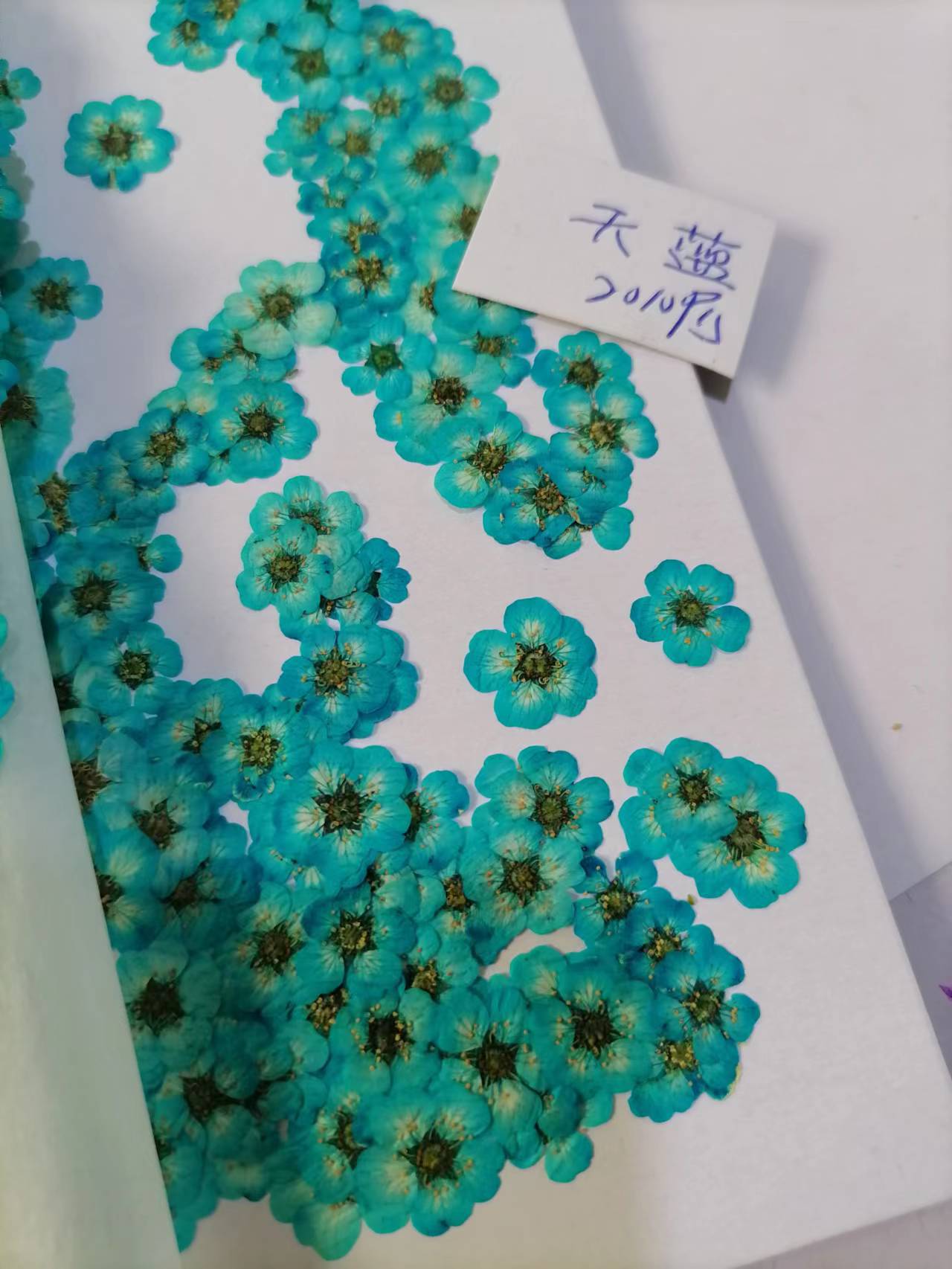珍珠梅天蓝