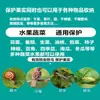 Bolsas para Frutas, Bolsas Especiales para Uvas, Artefacto a Prueba de Insectos y Pájaros para Melones y Frutas, Bolsa de Gasa Protectora, Bolsa para Frutas de Higo y Granada