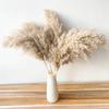 Estilo INS blanco grande Reed Reed mango transfronterizo Amazon nórdico cola de gato ramo DIY Yunnan flor seca al por mayor