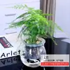 Plantas Verdes Hidropónicas Rábano Verde Gardenia Árbol del Dinero Hiedra Espárragos Bambú Pequeñas Plantas Verdes de Interior Plantas de Maceta Perennes para Todas las Estaciones