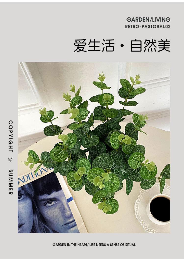 把束尤加利_03.jpg