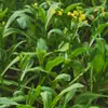 Semillas para Remolacha Dulce con Múltiples Semillas, Brotes de Col Multisemilla, Semillas de Verduras Verdes Lianzhou, Semillas de Verduras de Alto Rendimiento de Granjas
