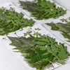 Flores Secas Plantas Artesanato para Jardim Adesivos Folhas Reais Coaster de Resina DIY Porta-Retrato Relevo 21 Peças