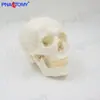 1:1 Modelo de Crânio Humano Simulado Branco Grande e Pequeno Crânio Desmontável Arte de Esboço de Crânio