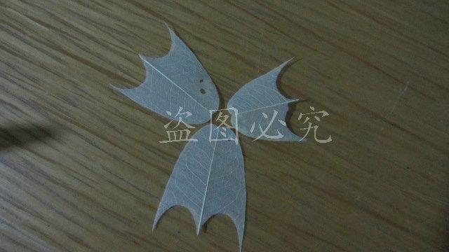 A006羽毛形叶脉 (12)