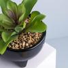 Macetas de Cerámica Personalizadas para Plantas Regalo Negro y Blanco Esmaltado Luz Escritorio de Oficina Plantación Verde