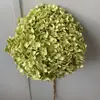 Flor Eterna Folha Pequena Hortênsia Anna Flor Seca Flor Real Estilo Escandinavo Props para Fotos Ins Buquê de Casamento Pronto Decoração