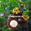 Mudas de Mangostão Tailandês Envasadas Plantio no Solo Mudas de Fruta Mangostão no Norte e no Sul Incluindo Mudas de Fruta