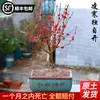 Mudas de Ameixeira de Inverno em Vasos para Uso Interno e Externo, Bonsai de Ameixeira em Tronco Velho, Flores de Jardim Resistentes, Plantas de Ameixeira de Inverno Perfumadas