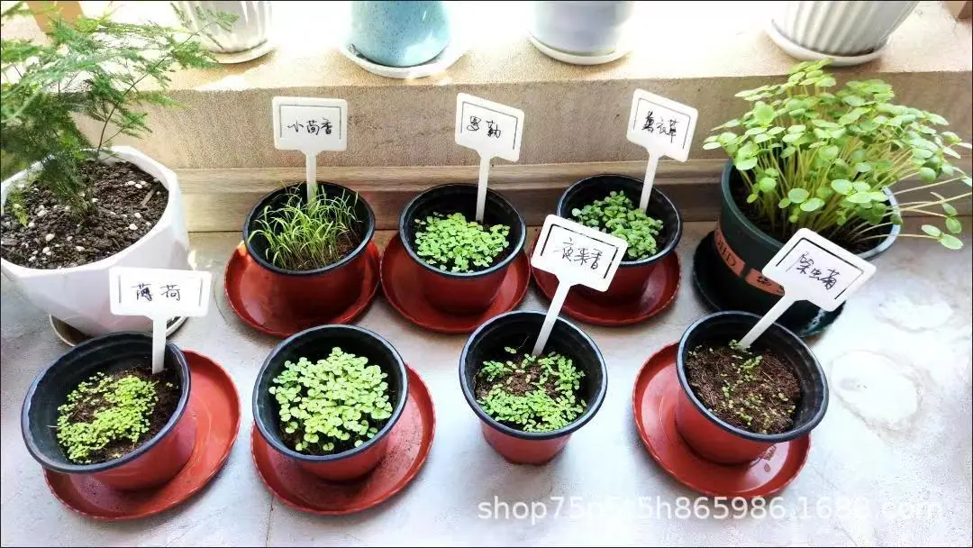 植物插杆8.jpg