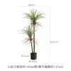 Cacto Cacto Em Vaso Plantas Verdes Falsas Tropicais Paisagismo de Deserto Plantas Verdes Falsas Enfeites Decorativos de Cacto