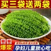 Uvas Marinas Frescas Listas para Comer Vegetal Marino Salado Planta Caviar de Mar Algas Wakame Uva de Agua Algas Marinas 500g