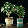 Planta em Vaso Daphne de Phnom Penh, Tipo com Cheiro Forte e Botões, Planta de Flor para Sala de Estar Antiga em Interior, Flor Resistente ao Frio que Floresce em Todas as Estações