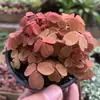 Plantas de Piedra Absorbente Plantas Verdes Piedra de Agua Acuaterrario Tanque de Selva Rocalla Paisajismo Musgo Helecho Micro-paisaje Plantas de Bonsái