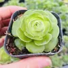 Base de planta suculenta autoproducida y autovendida al por mayor suculentas pequeñas combinación de flores plantas en maceta plantas carnosas Lithops Haworthia