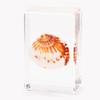 Conchas Especímenes Marinos Peces Tropicales Cristal Creativo Escritorio Resina Artesanías Puesto Pequeños Regalos Juguetes Hecho a Mano