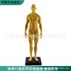 Modelo de cráneo de referencia para pintura de 30 cm color músculo Arte anatomía estructura hueso músculo humano Arte boceto