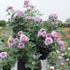 Balcón de Jugo Planta en Maceta Rosa con Capullos Florece Todo el Año Flor de Rosa Rosales Fáciles de Cultivar con Aroma Frutal