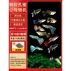 Guppy Peixe Guppy Puro Raça Peixe Ornamental Peixe Tropical Pequeno Adequado para Água Fria Fácil de Cuidar Peixe Dourado Peixe Pequeno Peixe Vivíparo Metabo