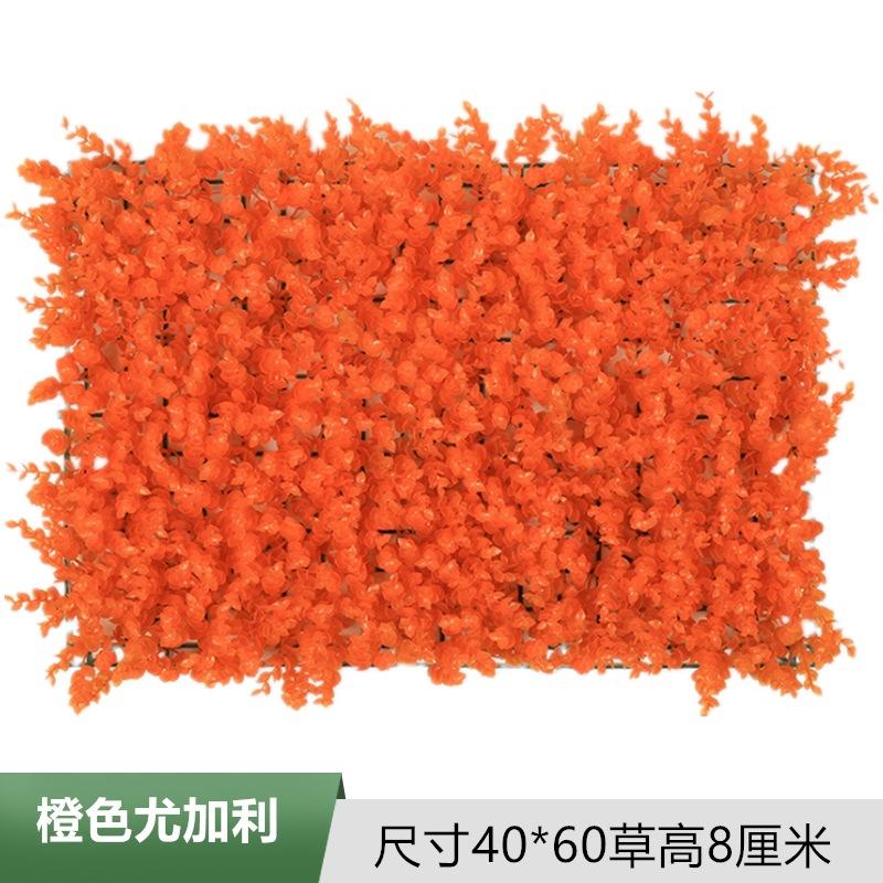 橙色尤加利.jpg