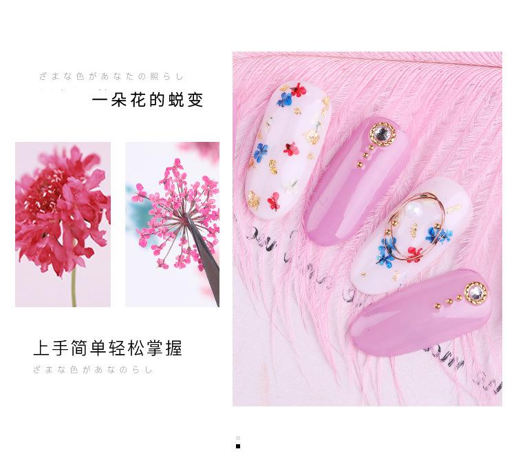 美甲干花 蕾丝干花 水仙花