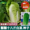 Sementes de Repolho Xianfeng, Sementes de Repolho para Horta e Jardim, Plantadas no Verão e Resistentes à Pendoação