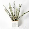 [Pueblo de Zanhua] Hojas de Eucalipto Secadas al Aire Naturalmente Ramo de Flores Secas Decoración Artística Flores Reales Regalo Venta al por Mayor