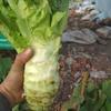Colección Completa de Semillas de Lechuga de Cabeza Grande, Semillas de Lechuga con Piel Blanca y Pulpa Verde, Colección Original de Semillas de Verduras al Por Mayor y Dropshipping