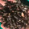 Artesanías de Conchas de Caracol Naturales, Materiales DIY Pintados a Mano, Conchas de Repuesto para Cangrejos Ermitaños, Paisajismo para Acuarios, Accesorios de Fotografía