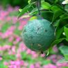 Trampa para moscas bola pera balsámica maracuyá árbol insecto pegajoso aguja pegajosa Abeja mosca de la fruta trampa agrícola cítricos verde mosca de la fruta grande